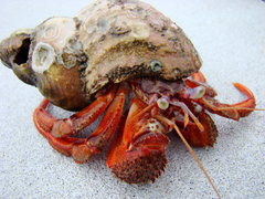 Pagurus acadianus