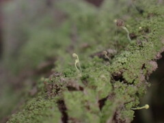 Chaenotheca furfuracea