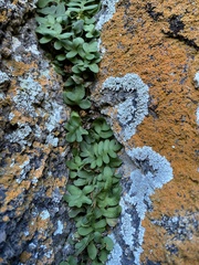 Pleopeltis riograndensis