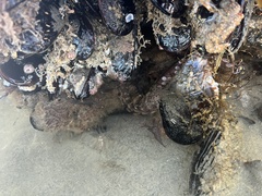 Octopus bimaculoides