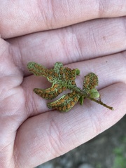 Pleopeltis riograndensis