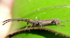 Brentidae