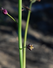 Caulanthus amplexicaulis