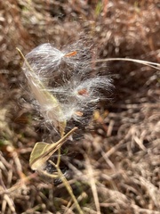 Asclepias verticillata