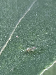 Diceratalebra interrogata