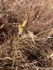 Asclepias verticillata