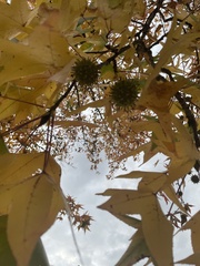 Liquidambar