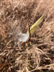 Asclepias verticillata