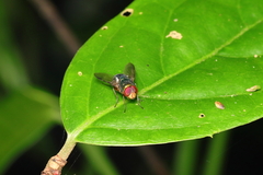 Chrysomyinae