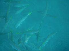 Mulloidichthys dentatus