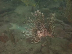 Pterois volitans