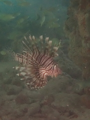 Pterois volitans
