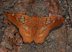 Myscelus phoronis