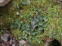 Peltigera venosa