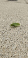 Phaneropterinae