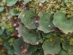 Peltigera venosa