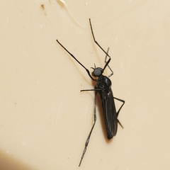Penthetria heteroptera