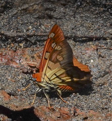 Myscelus phoronis