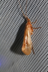 Limnephilus rhombicus