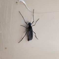Penthetria heteroptera
