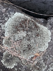Xanthoparmelia conspersa