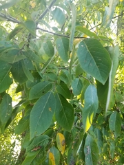 Diospyros virginiana