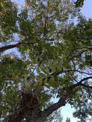 Carya illinoinensis