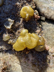 Ectocarpales