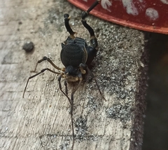 Acanthopachylus aculeatus