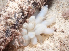 Sepioteuthis lessoniana