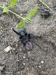 Tliltocatl epicureanus