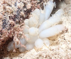 Sepioteuthis lessoniana
