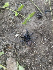 Tliltocatl epicureanus