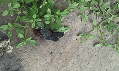 Melanis acroleuca acroleuca