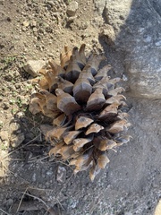 Pinus sabiniana