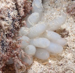 Sepioteuthis lessoniana