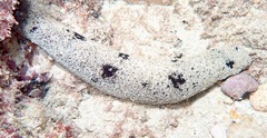 Holothuria atra