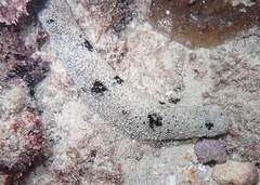 Holothuria atra