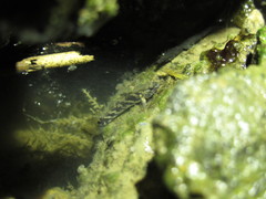 Hemigobius hoevenii