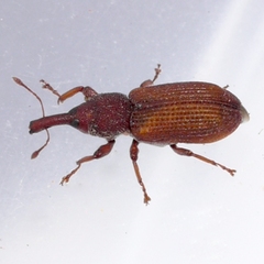 Magdalis armicollis