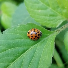 Harmonia axyridis