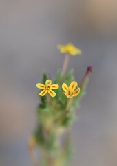 Zaluzianskya divaricata