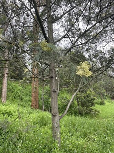 black wattle