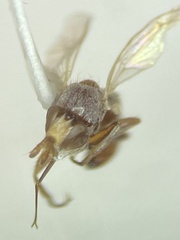 Conopidae