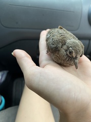 Columbina talpacoti