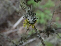Vulpicida canadensis
