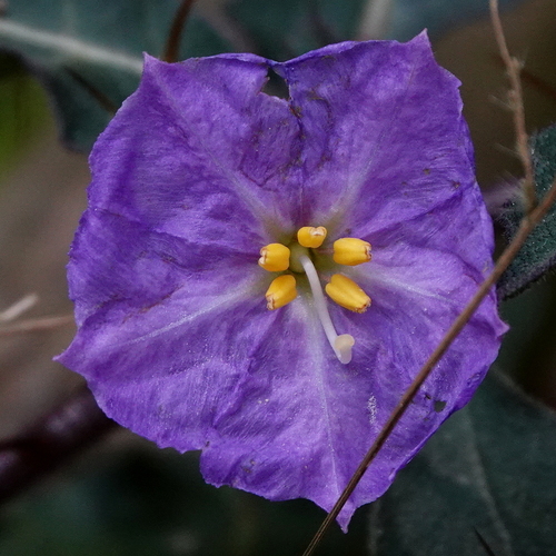 Image of Solanum pungetium by (c) Max Campbell, some rights reserved (CC BY)