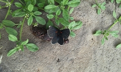 Melanis acroleuca acroleuca