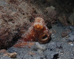 Callistoctopus ornatus