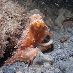 Callistoctopus ornatus
